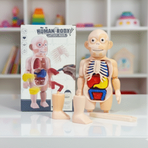 Modelo del Cuerpo Humano