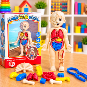 ÓRGANOS DEL CUERPO HUMANO
